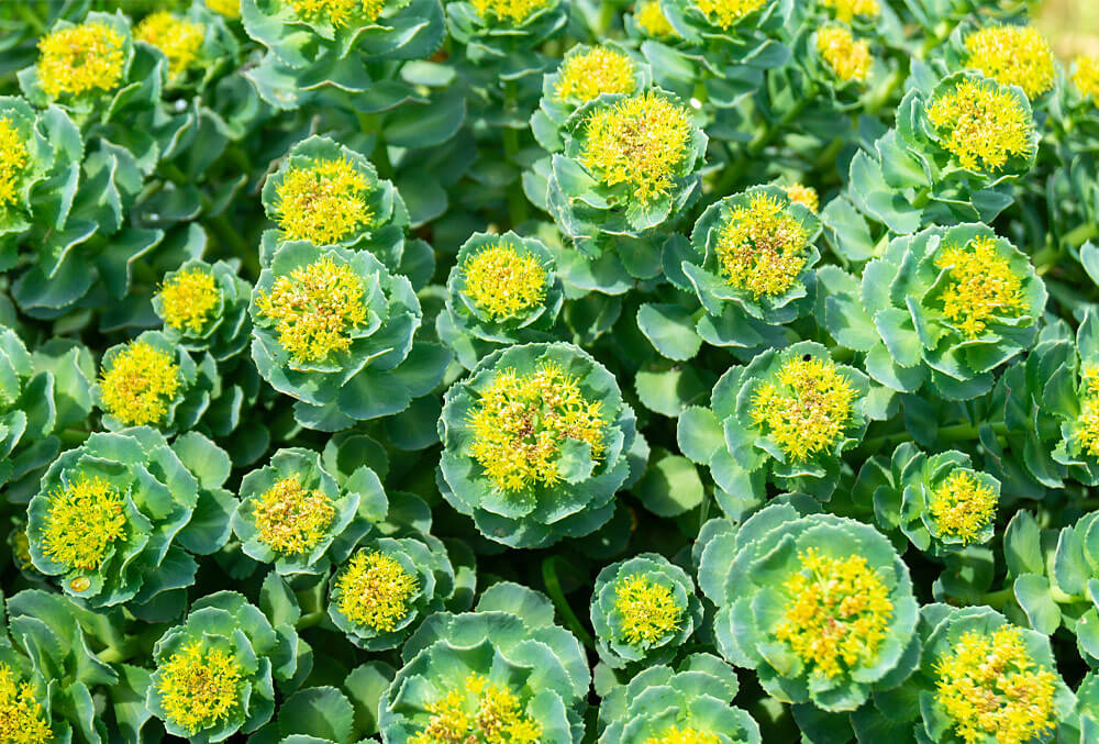 родіола рожева 