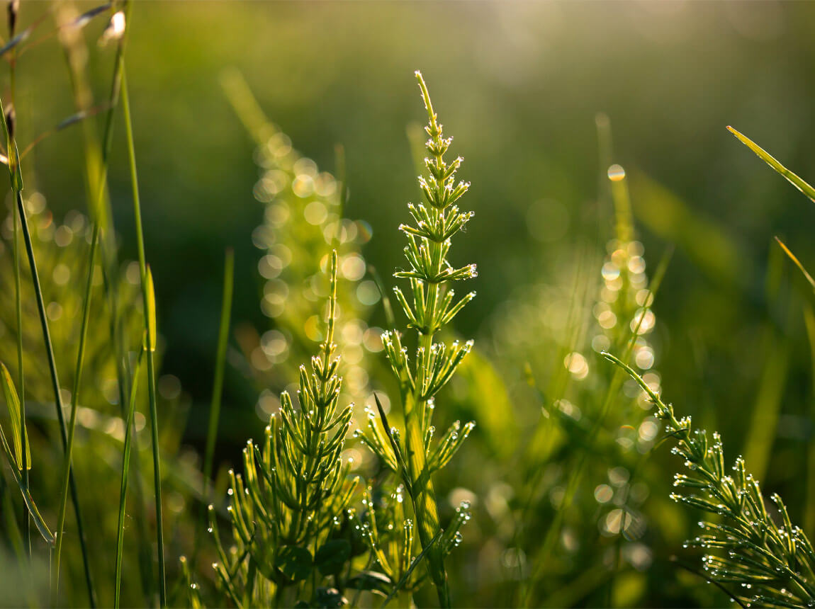 польовий хвощ 