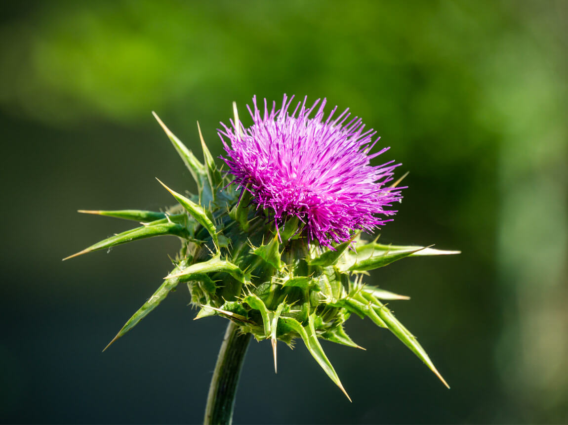 розторопшу плямисту