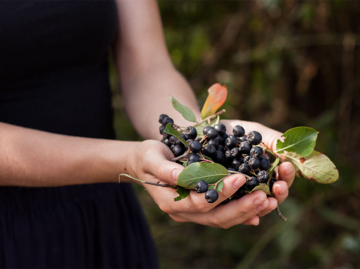 Аронія чорноплідна (Aronia melanocarpa)