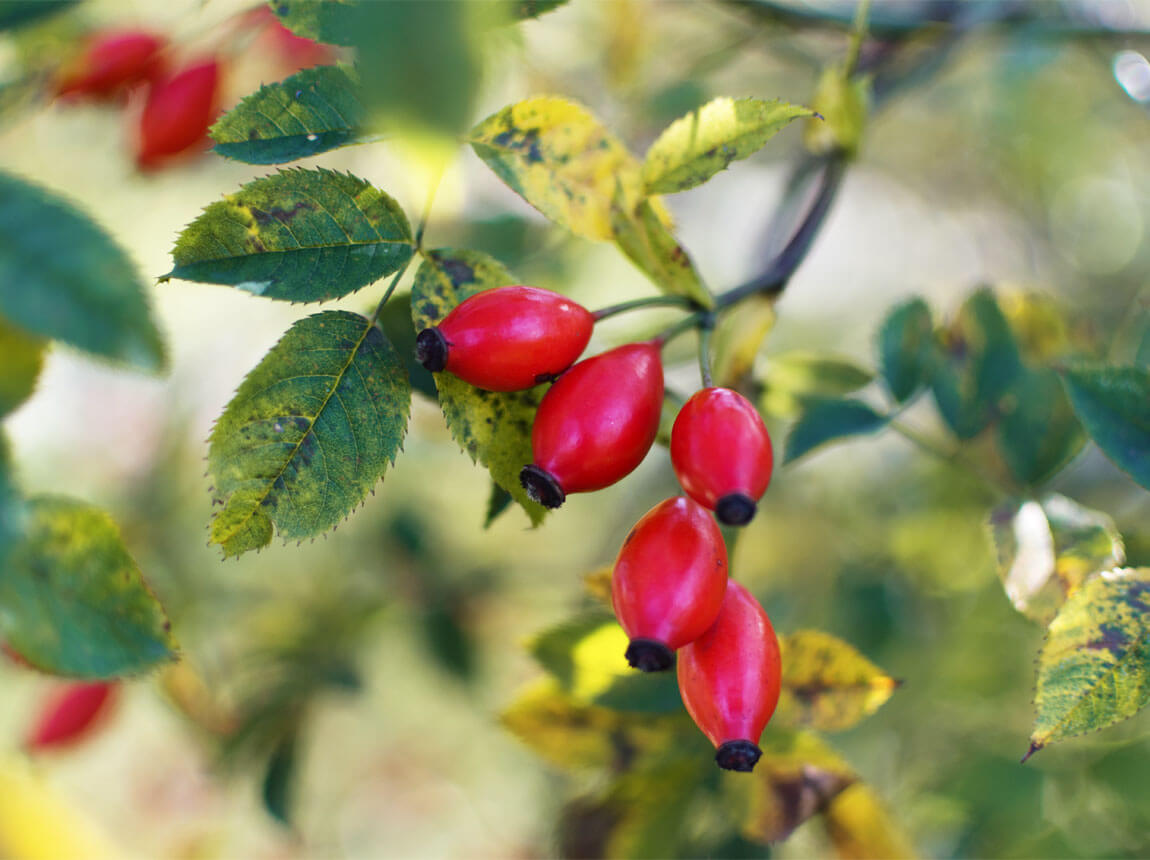 плоди шипшини