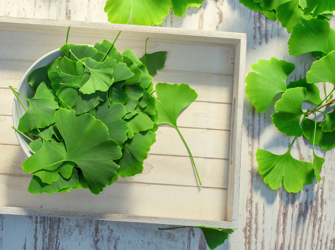 Гінкго білоба 