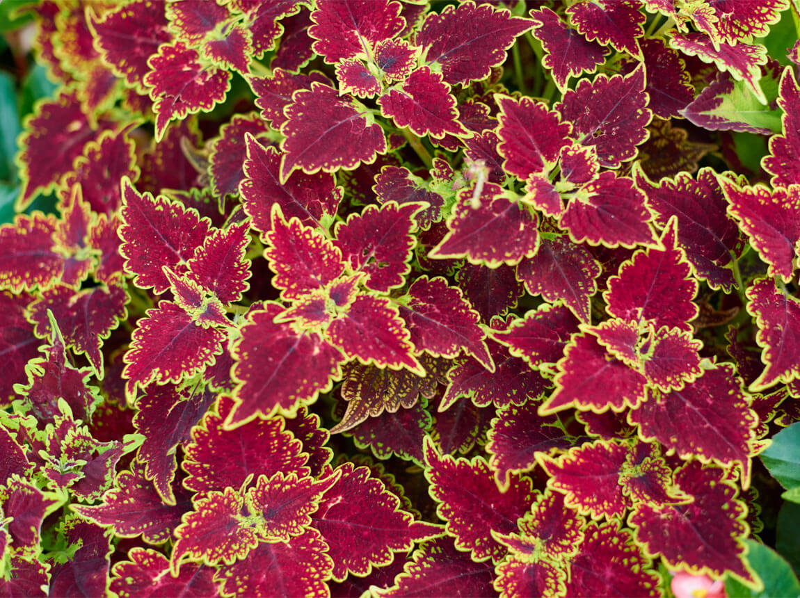 Coleus Forskohlii