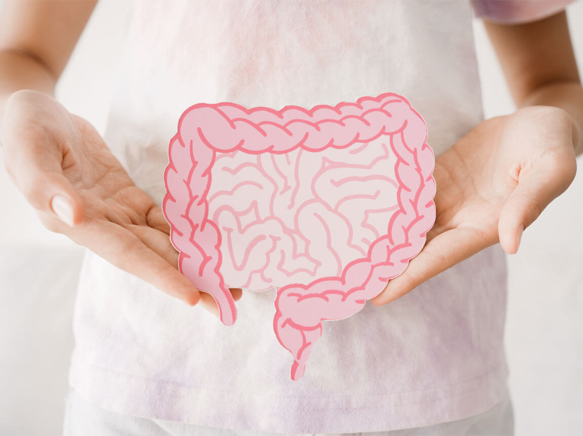 кишечник, травлення 