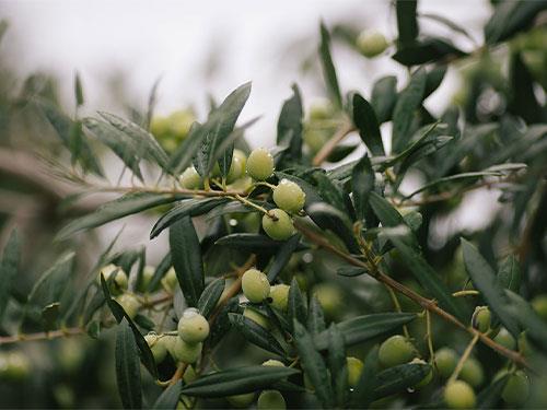 Оливкове листя - властивості та як застосовувати?