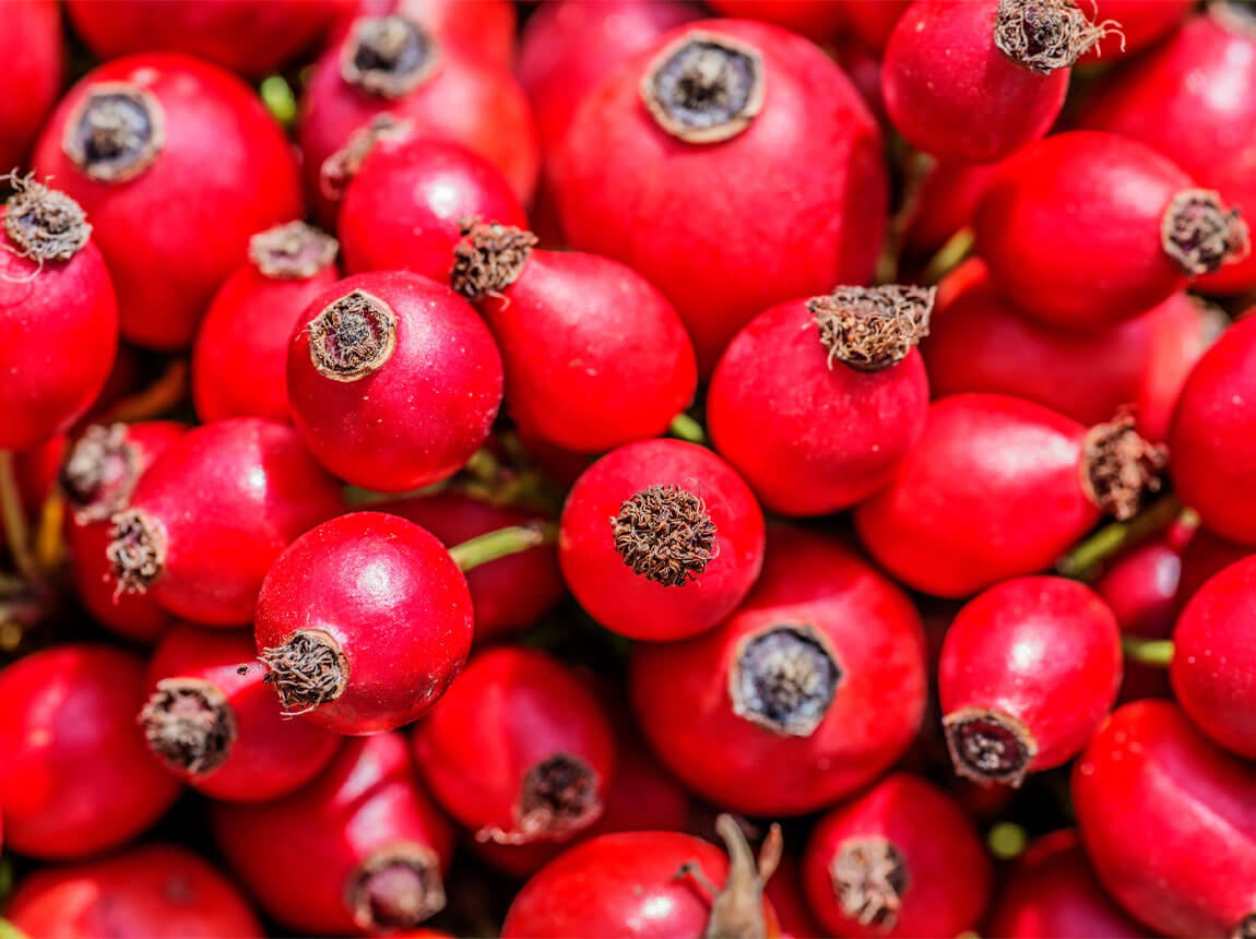 плоди шипшини